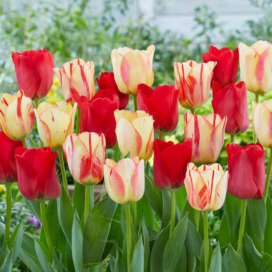  12/+ Cm, Spryng Break Blend Triumph Tulip Bulbs (Bag Of 100)