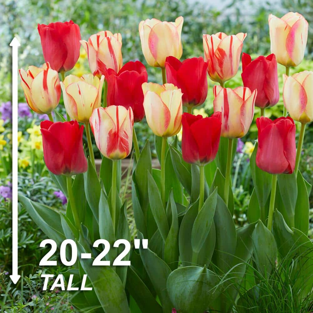  12/+ Cm, Spryng Break Blend Triumph Tulip Bulbs (Bag Of 250)