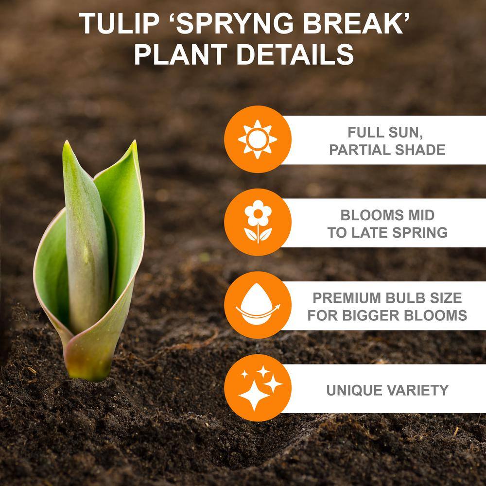  12/+ Cm, Spryng Break Blend Triumph Tulip Bulbs (Bag Of 250)