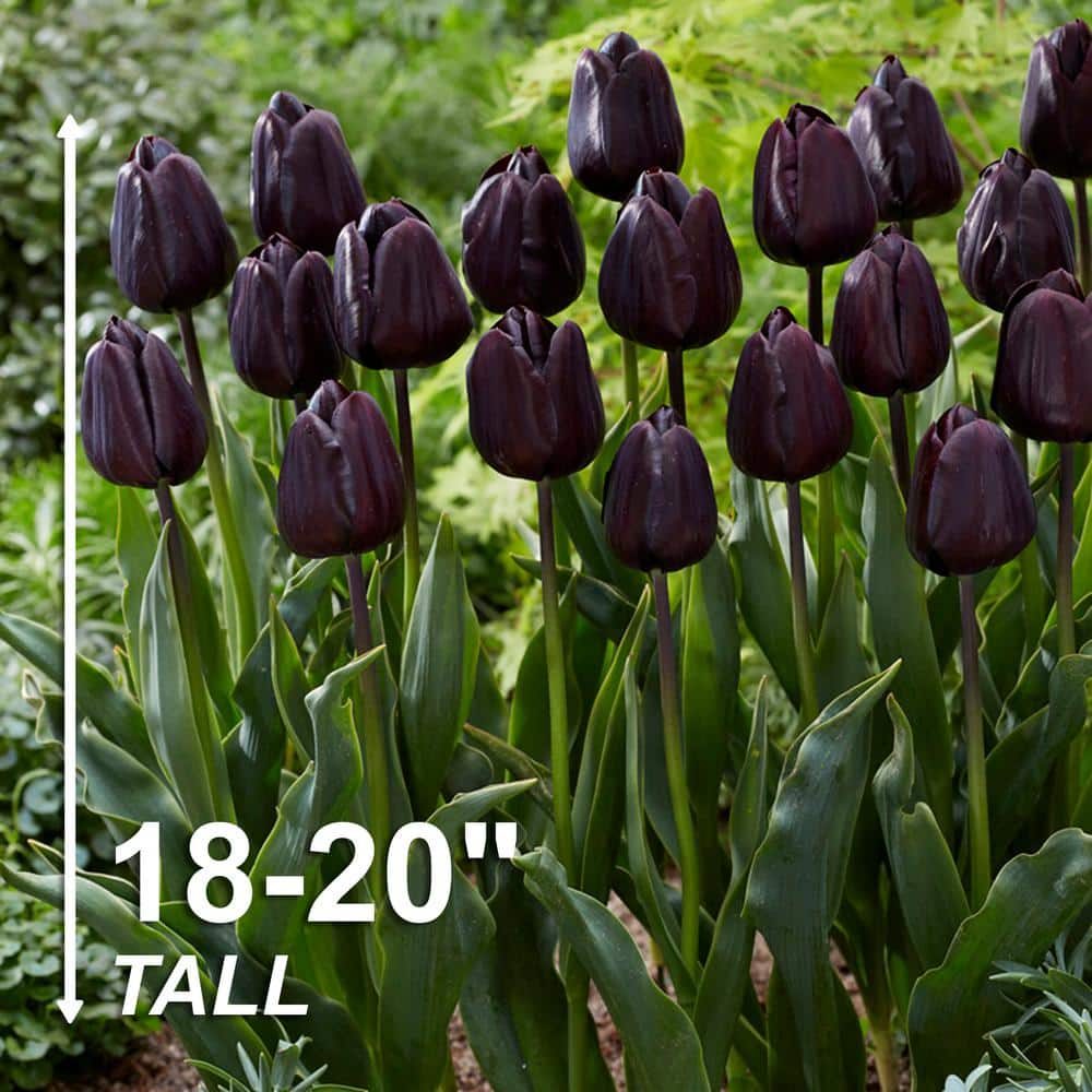  12/+ Cm Hybrid Black Nightmare Single Late Tulip Bulbs (Bag Of 5)