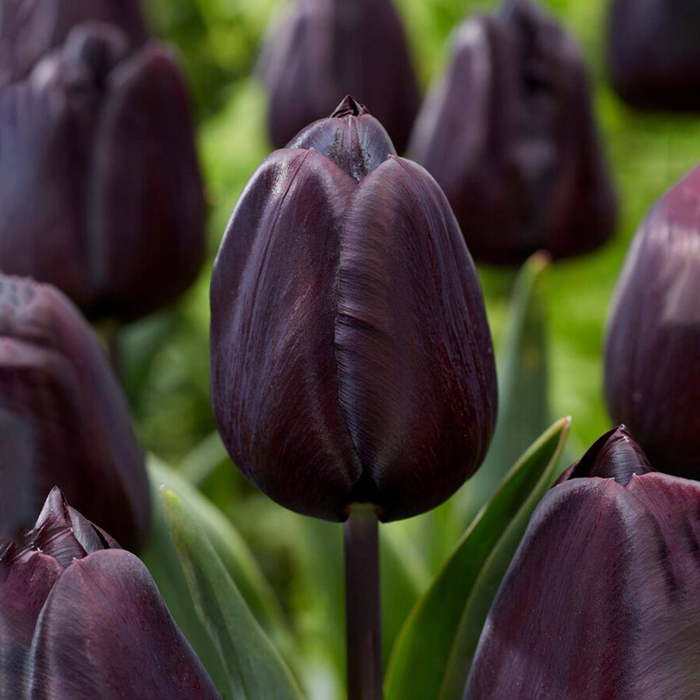  12/+ Cm Hybrid Black Nightmare Single Late Tulip Bulbs (Bag Of 5)