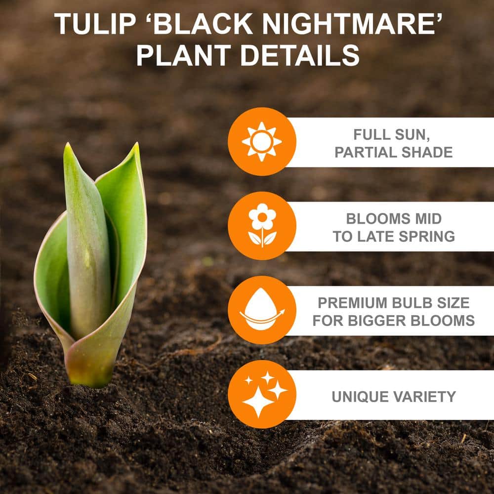  12/+ Cm Hybrid Black Nightmare Single Late Tulip Bulbs (Bag Of 5)