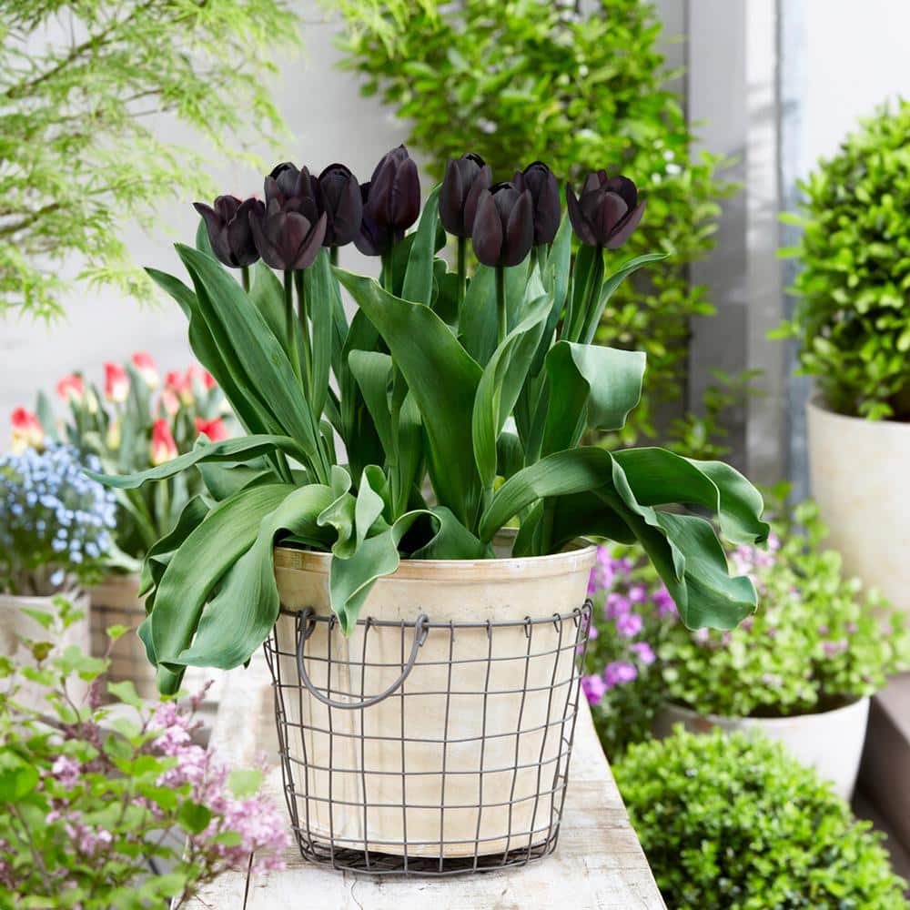  12/+ Cm Hybrid Black Nightmare Single Late Tulip Bulbs (Bag Of 10)