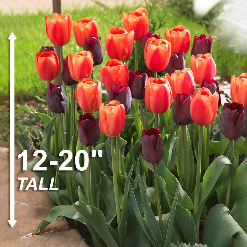  12/+ Cm Maroon And Orange Mix Triumph Tulip Flower Bulbs (Bag Of 100)
