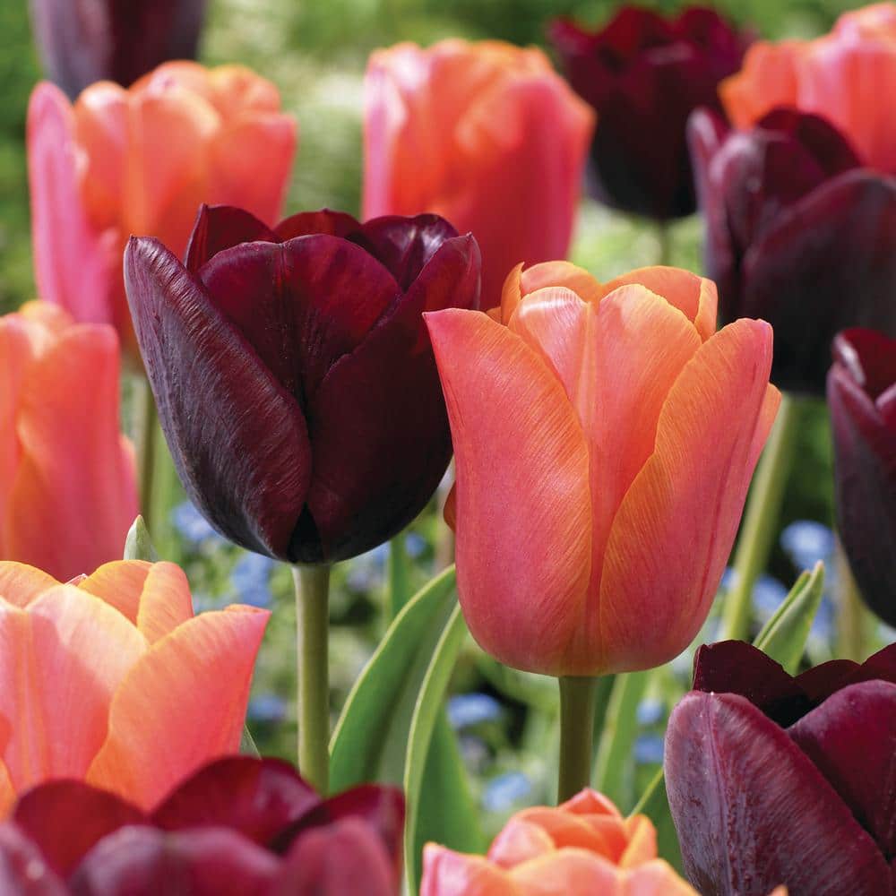  12/+ Cm Maroon And Orange Mix Triumph Tulip Flower Bulbs (Bag Of 100)