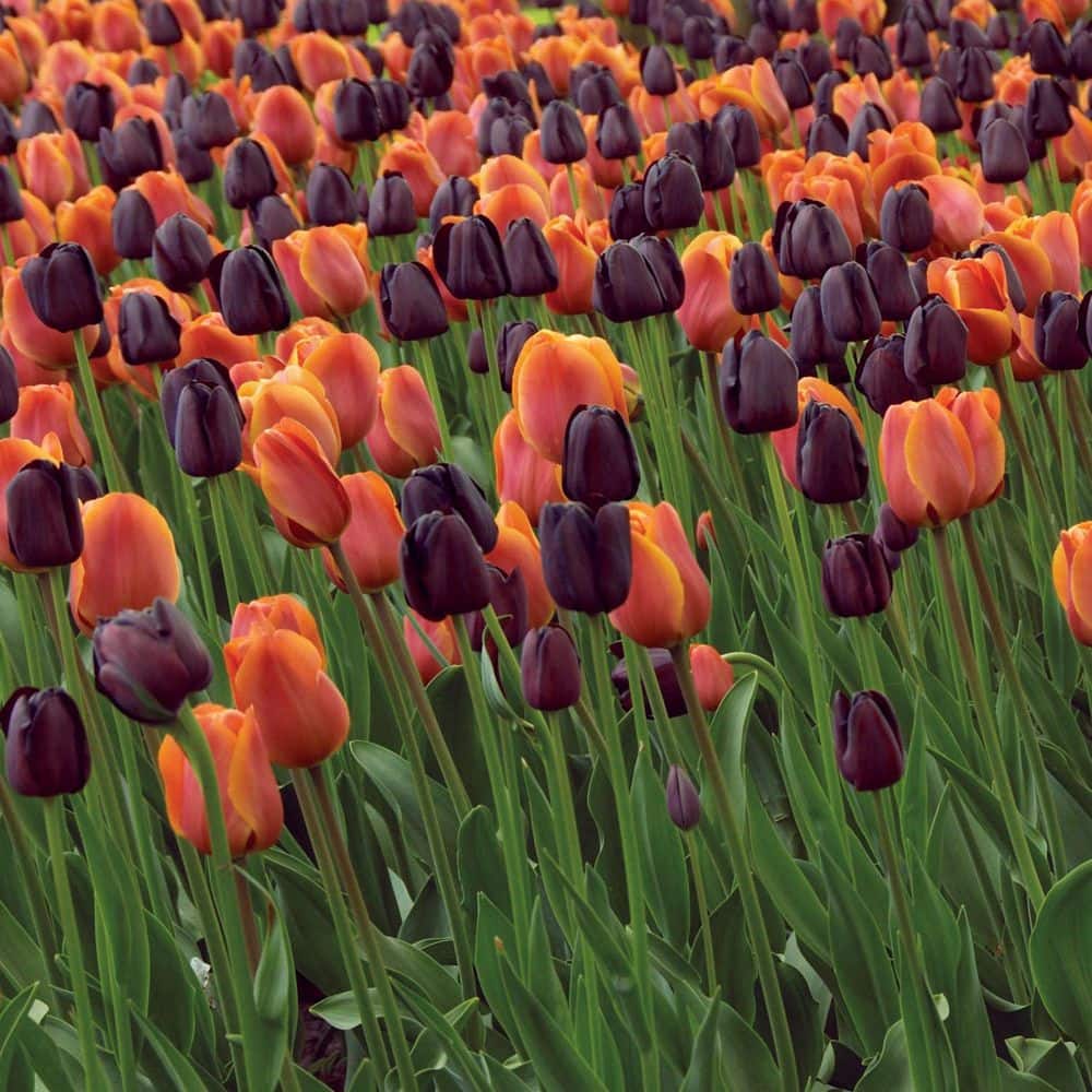  12/+ Cm Maroon And Orange Mix Triumph Tulip Flower Bulbs (Bag Of 50)