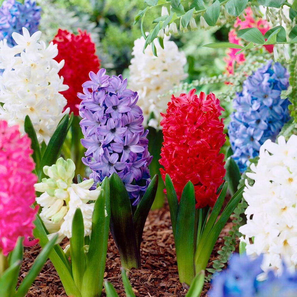  15/16 Cm Hyacinth Bulbs Giant Mixed (Bag Of 100)