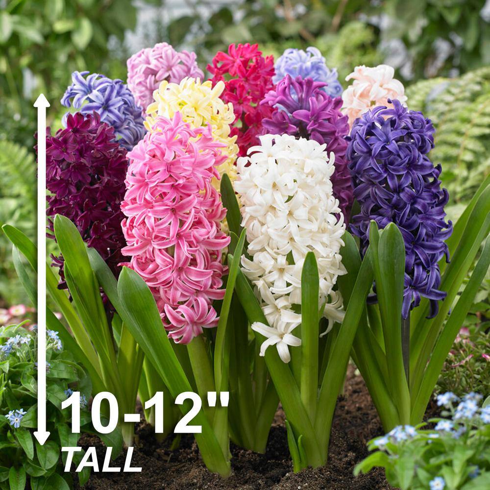  15/16 Cm Hyacinth Bulbs Giant Mixed (Bag Of 25)