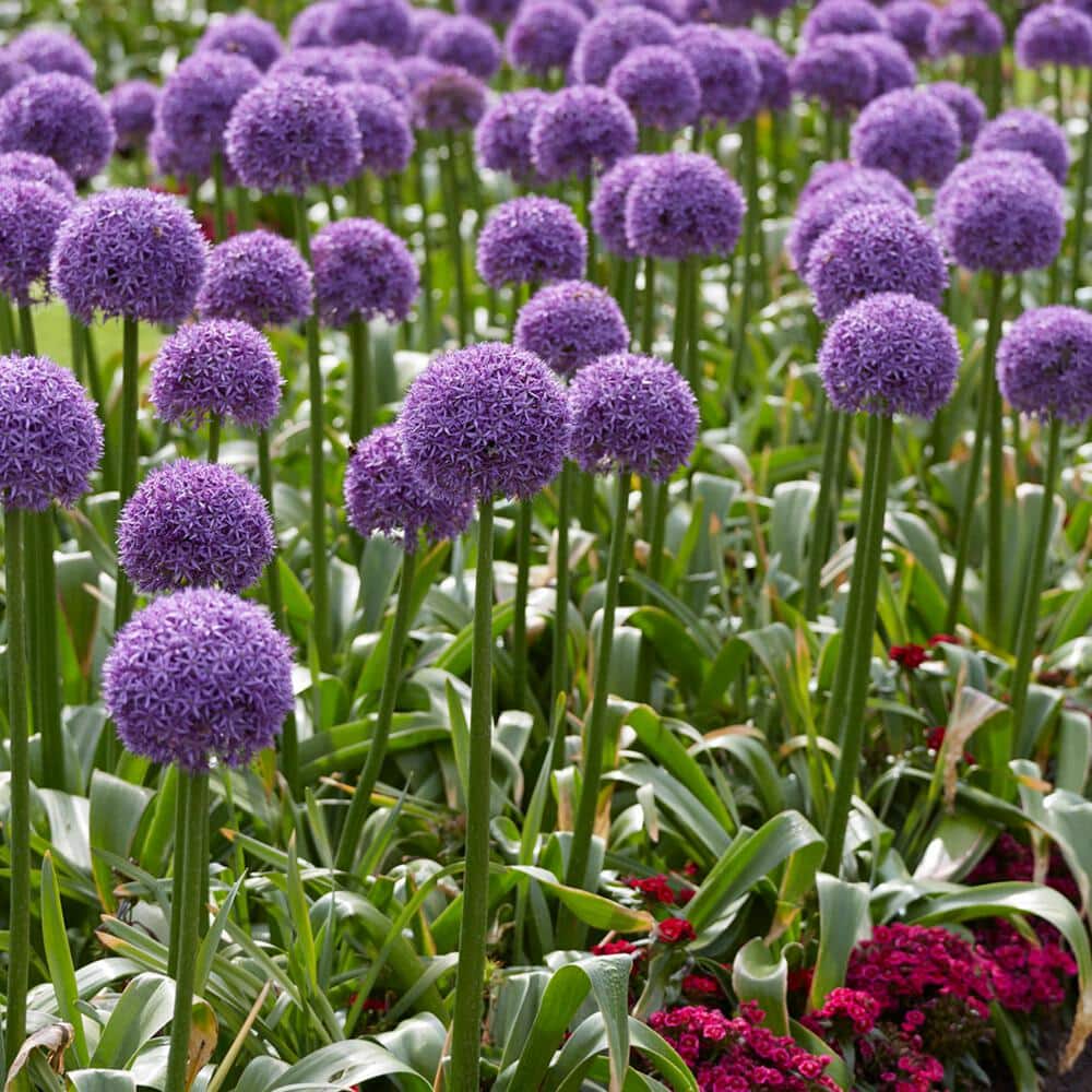  20/22 Cm Purple Globemaster Giant Allium Flower Bulbs (Bag Of 10)