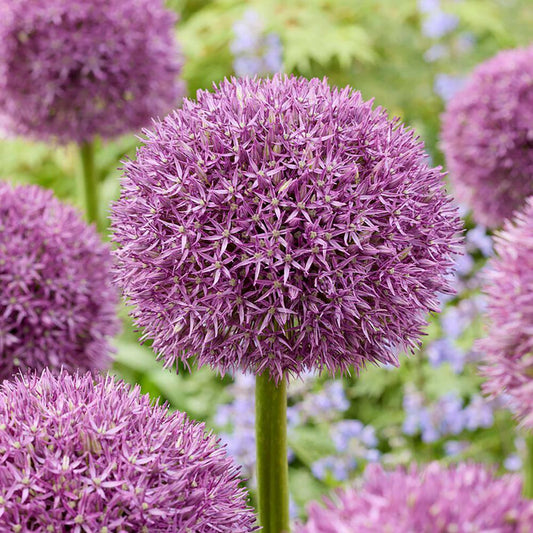  20/22 Cm Purple Globemaster Giant Allium Flower Bulbs (Bag Of 10)