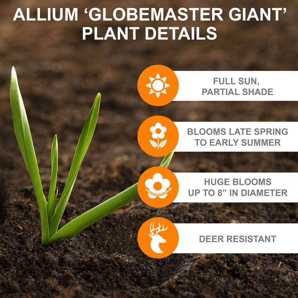 20/22 Cm Purple Globemaster Giant Allium Flower Bulbs (Bag Of 10)
