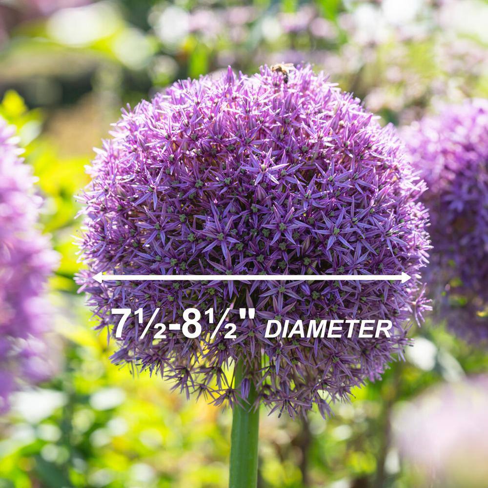  20/22 Cm Purple Globemaster Giant Allium Flower Bulbs (Bag Of 30)