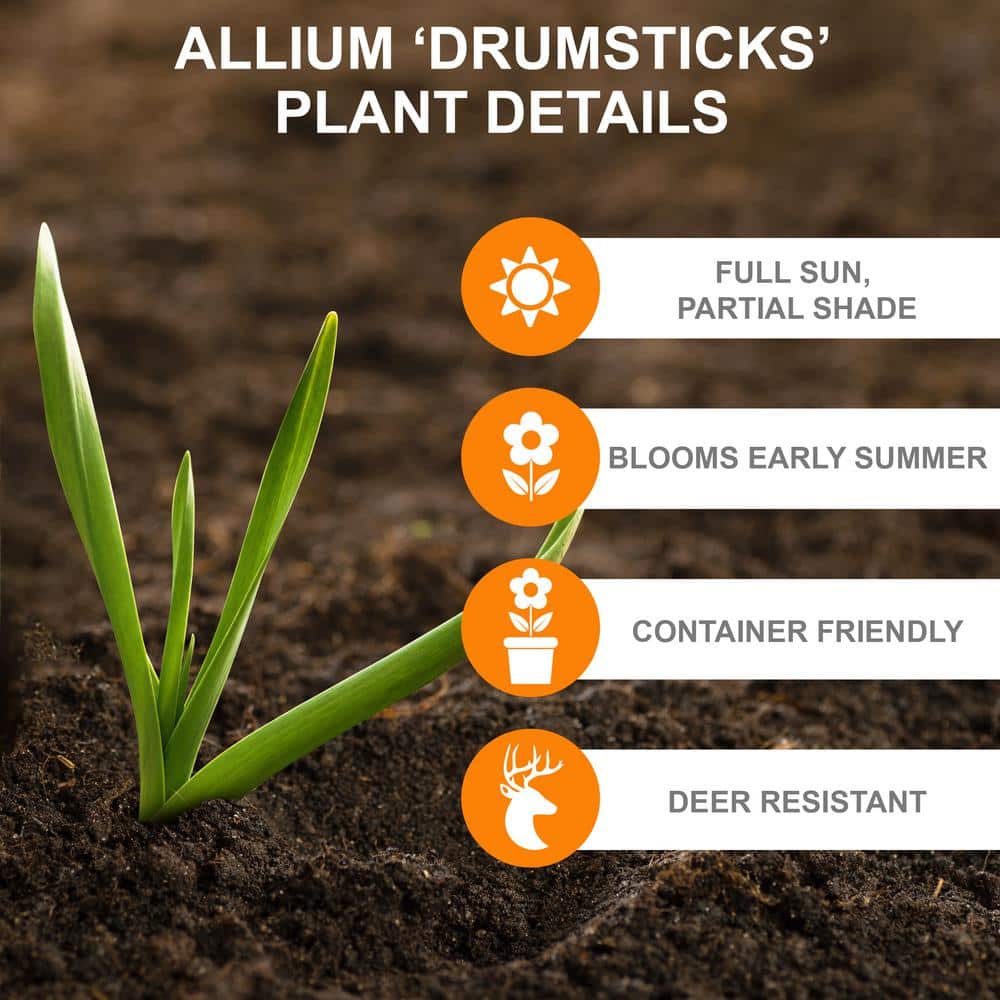  6/+ Cm, Drumsticks Allium Flower Bulbs (Bag Of 25)