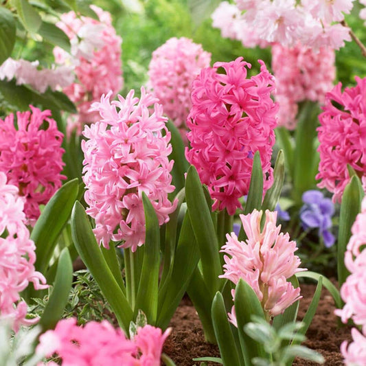  14/15 Cm Hyacinth Bulbs Pink Collection Mixed (Bag Of 100)