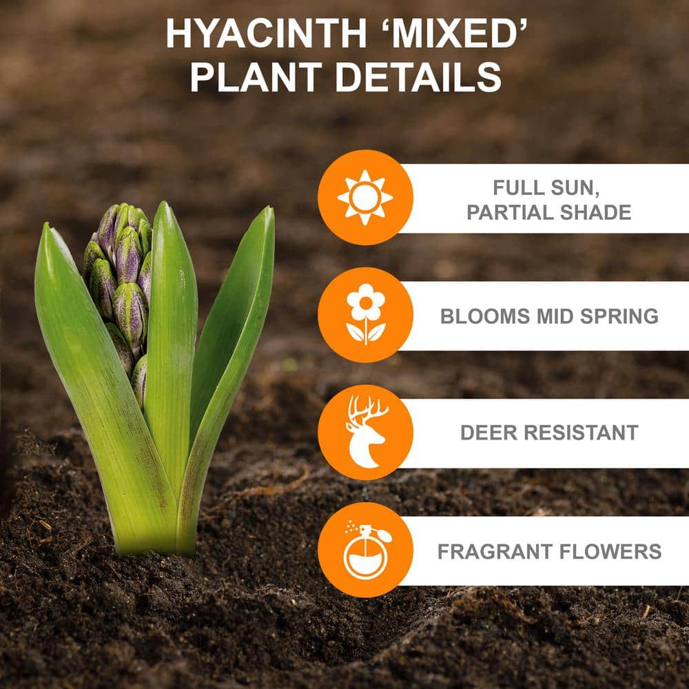  14/15 Cm Hyacinth Bulbs Pink Collection Mixed (Bag Of 25)