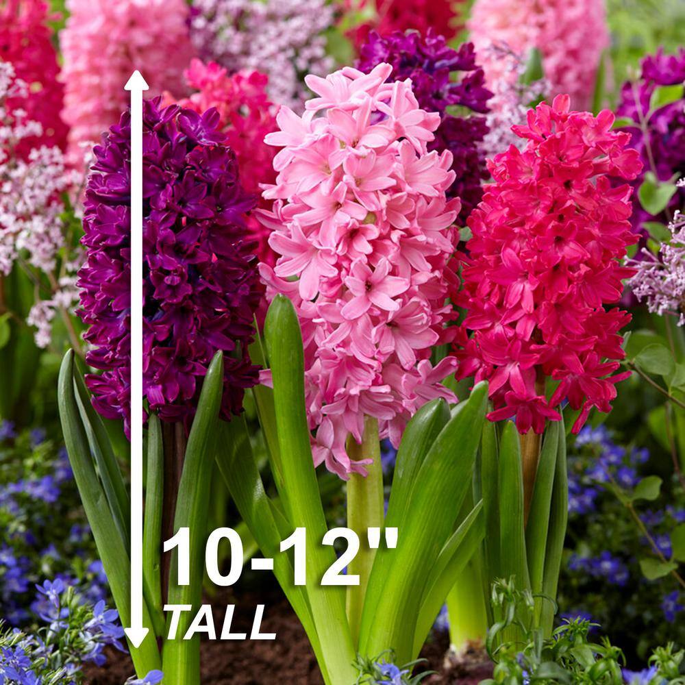  14/15 Cm Hyacinth Bulbs Pink Collection Mixed (Bag Of 25)