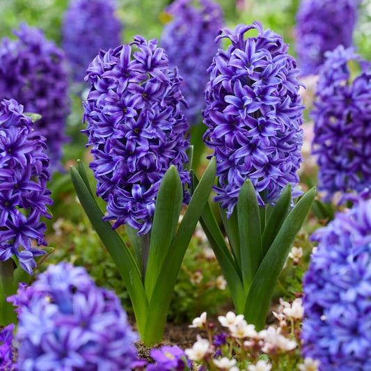  15 Cm/16 Cm, Blue Jacket Hyacinth Flower Bulbs (Bag Of 100)