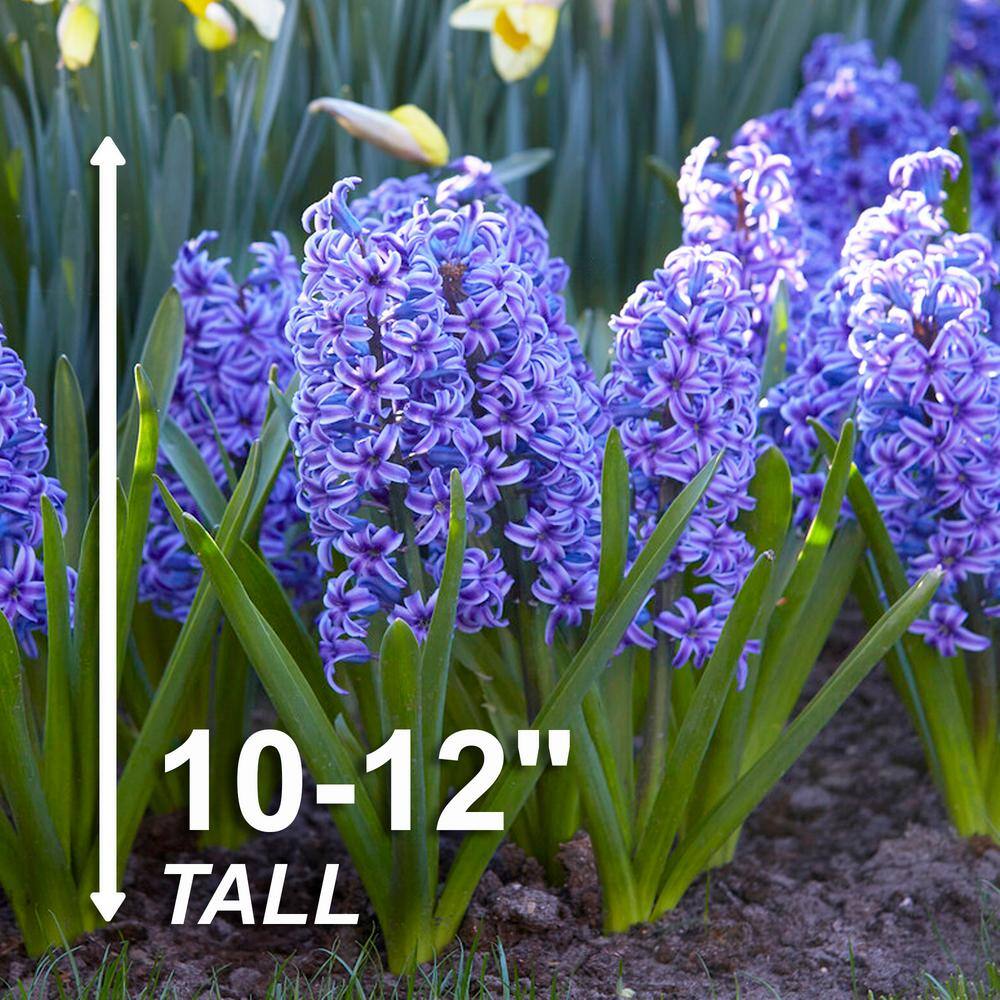  15/16 Cm, Blue Jacket Hyacinth Flower Bulbs (Bag Of 25)