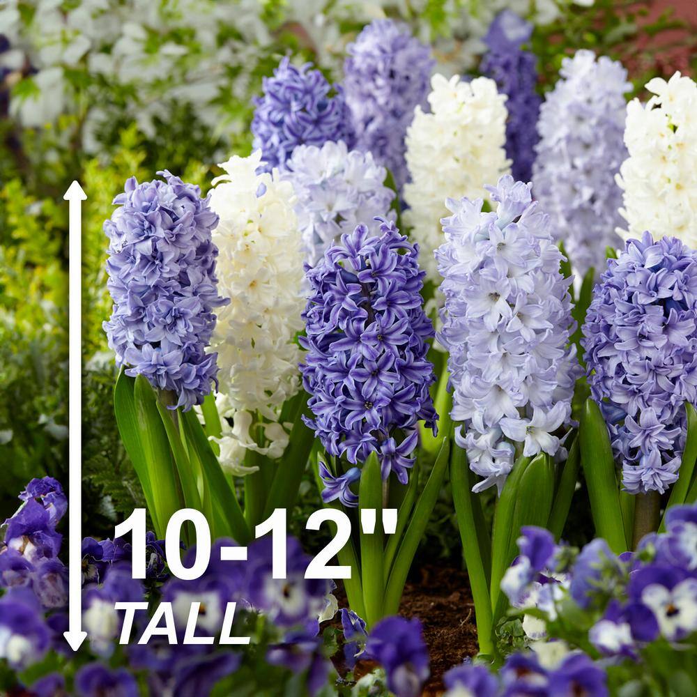  15/16cm, Delft Blue Mixed Hyacinth Flower Bulbs (Bag Of 100)
