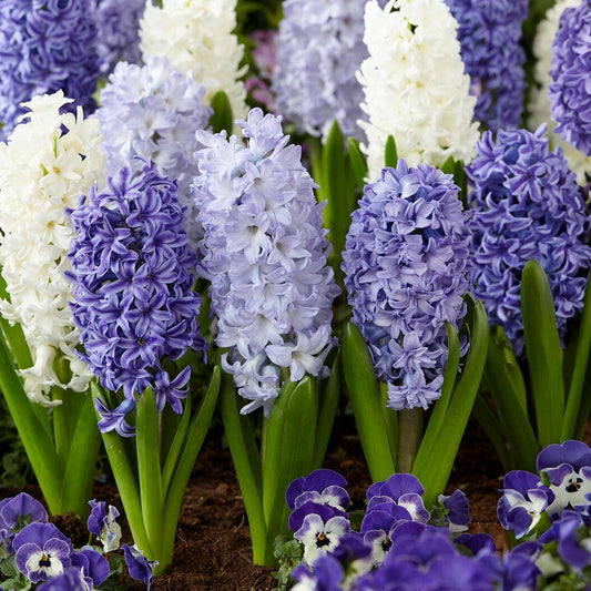  15/16cm, Delft Blue Mixed Hyacinth Flower Bulbs (Bag Of 100)
