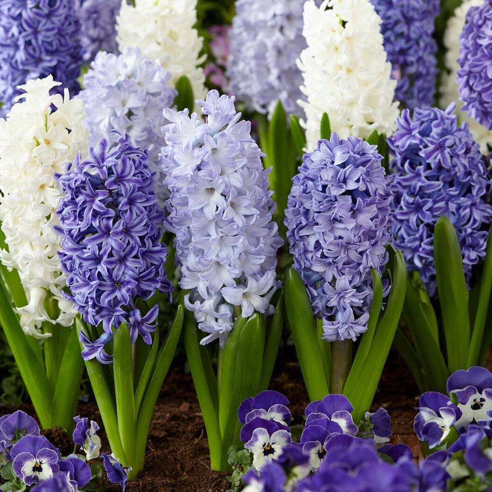  15/16cm, Delft Blue Mixed Hyacinth Flower Bulbs (Bag Of 25)