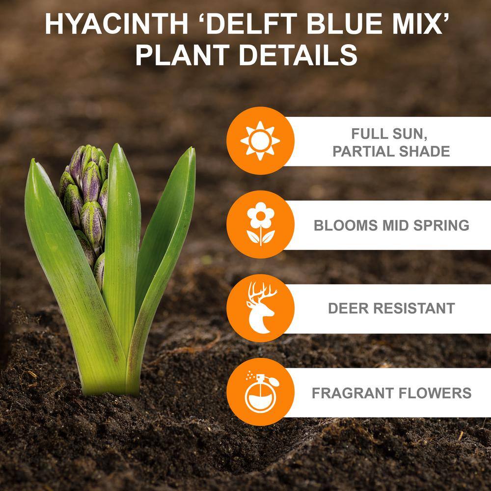  15/16cm, Delft Blue Mixed Hyacinth Flower Bulbs (Bag Of 50)