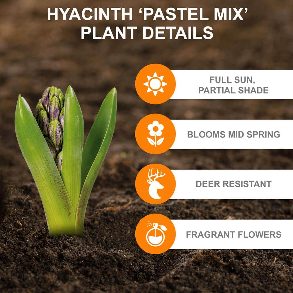  15/16cm, Pastel Mix Hyacinth Flower Bulbs (Bag Of 100)