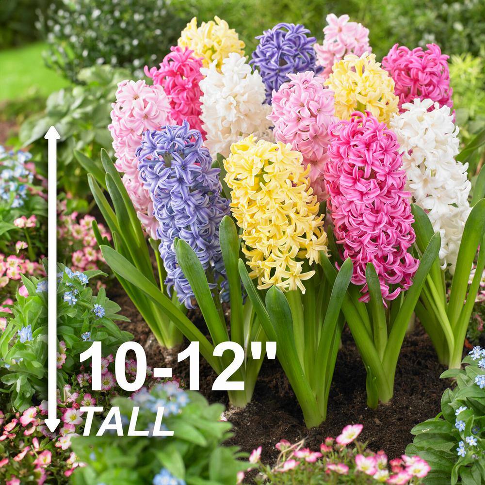  15/16cm, Pastel Mix Hyacinth Flower Bulbs (Bag Of 50)