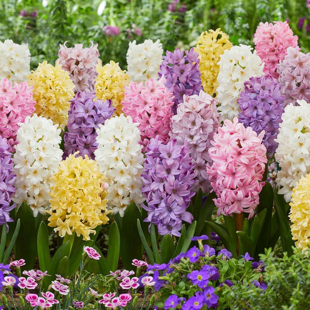  15/16cm, Pastel Mix Hyacinth Flower Bulbs (Bag Of 50)