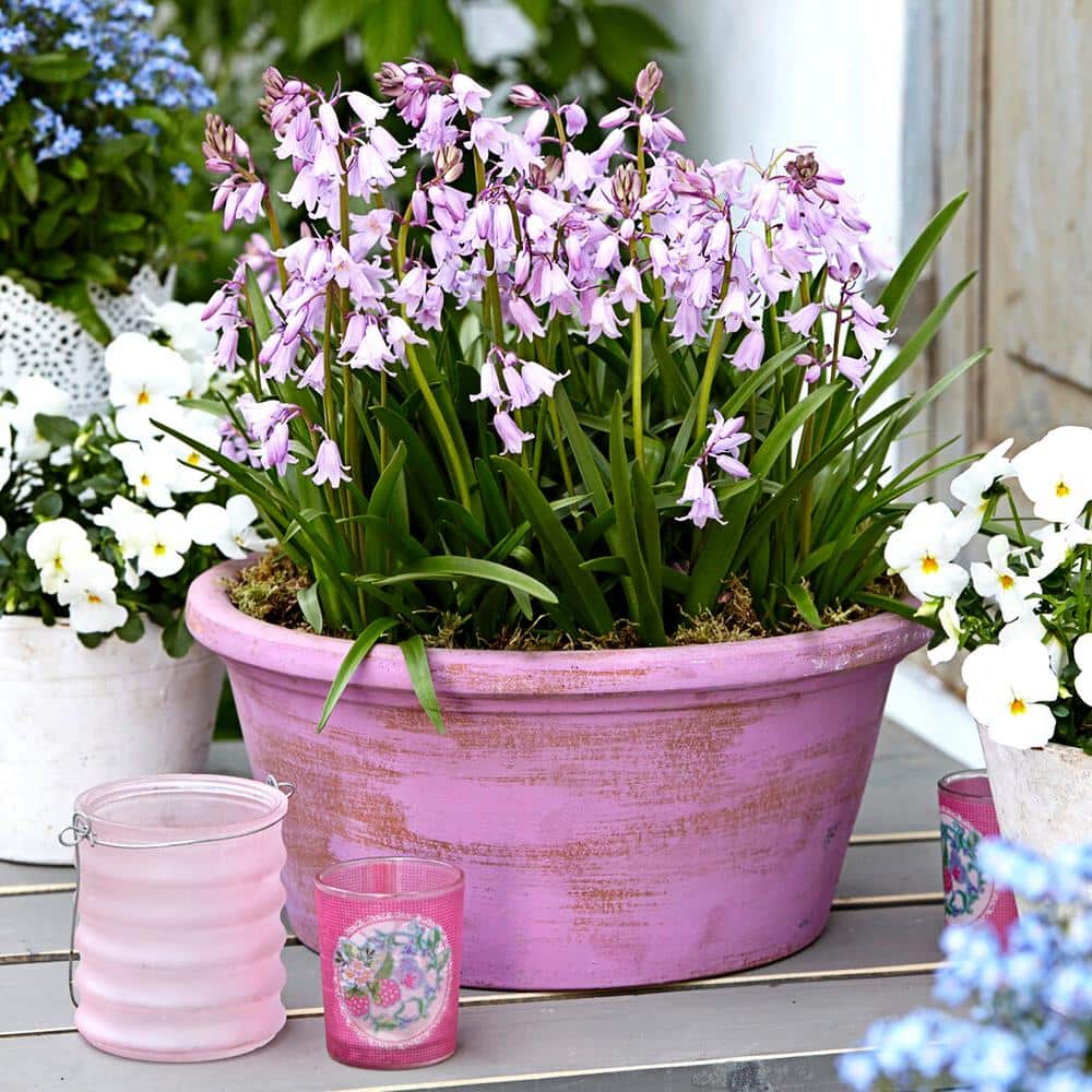  8/10 Cm Pink Wood Hyacinth Flower Bulbs (Bag Of 100)