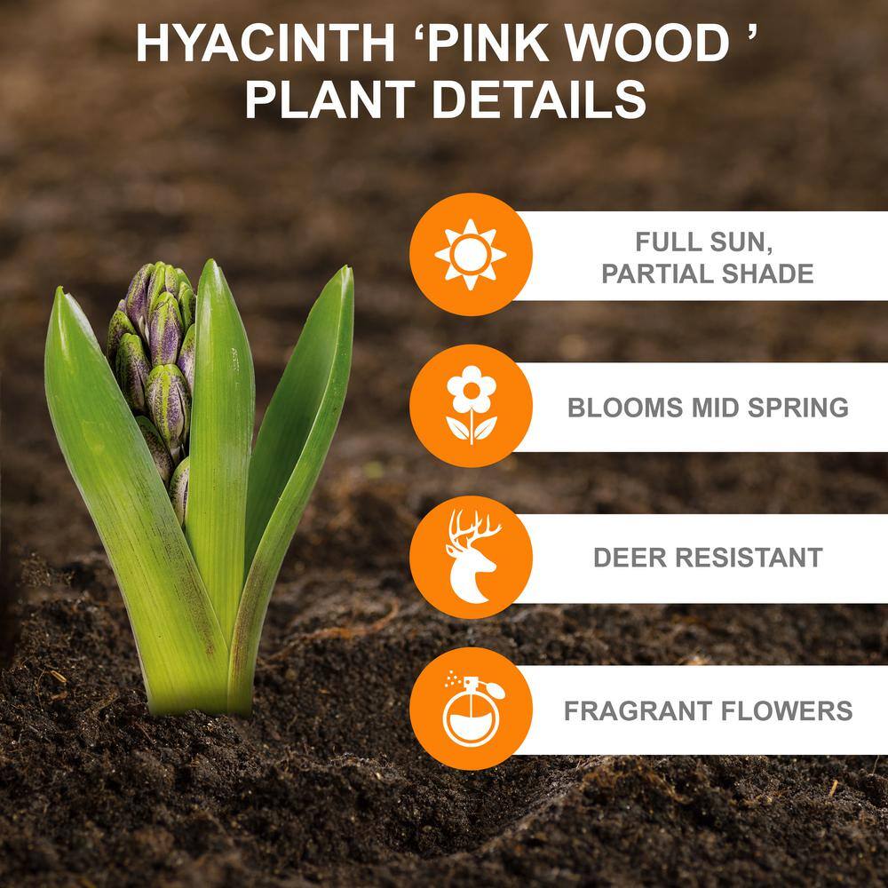 8/10 Cm Pink Wood Hyacinth Flower Bulbs (Bag Of 100)