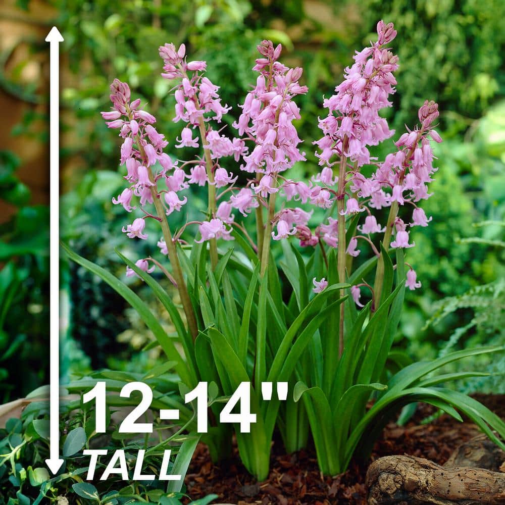  8/10 Cm Pink Wood Hyacinth Flower Bulbs (Bag Of 50)