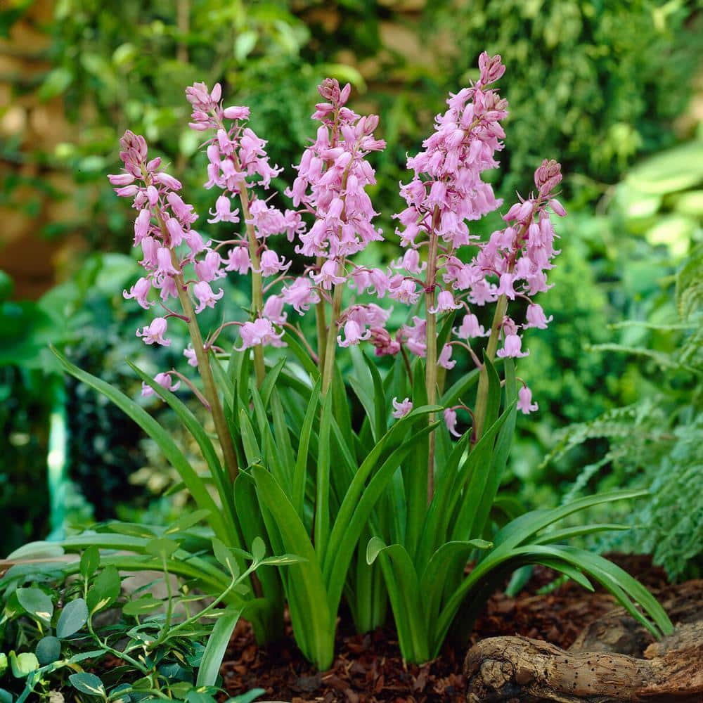  8/10 Cm Pink Wood Hyacinth Flower Bulbs (Bag Of 50)