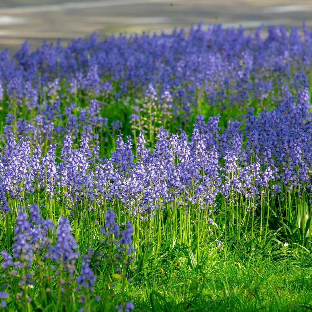  8/10 Cm, Blue Wood Hyacinth Flower Bulbs (Bag Of 100)