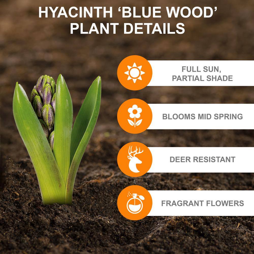  8/10 Cm, Blue Wood Hyacinth Flower Bulbs (Bag Of 100)