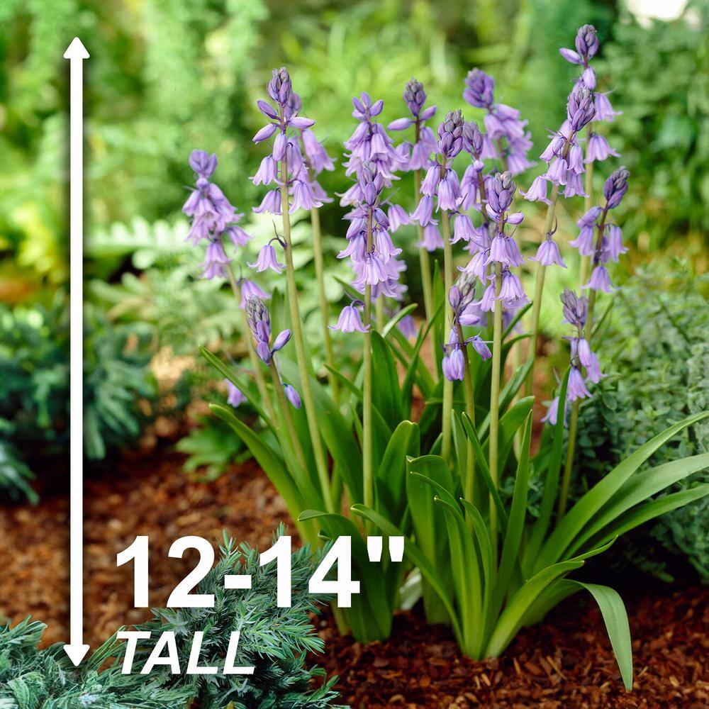  8/10 Cm, Blue Wood Hyacinth Flower Bulbs (Bag Of 50)