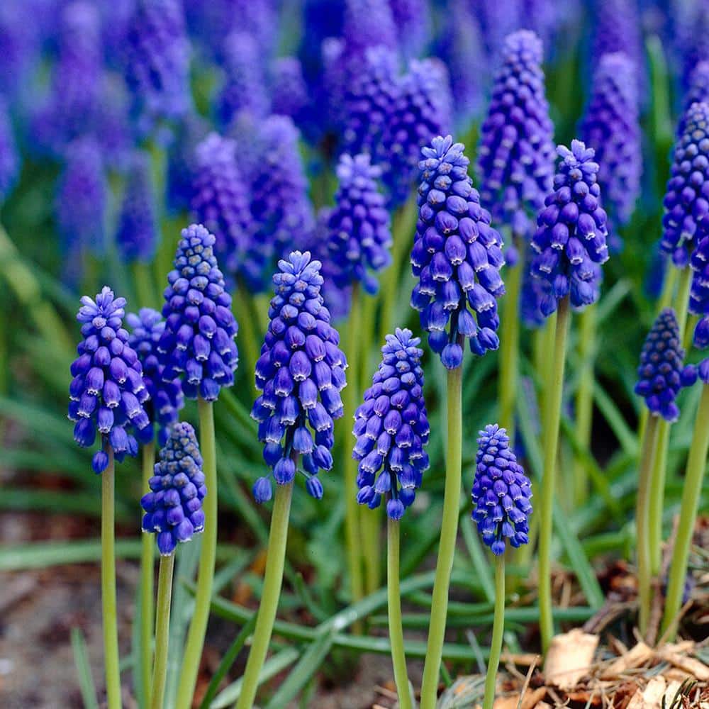  8/9 Cm, Muscari Grape Hyacinth Flower Bulbs (Bag Of 100)