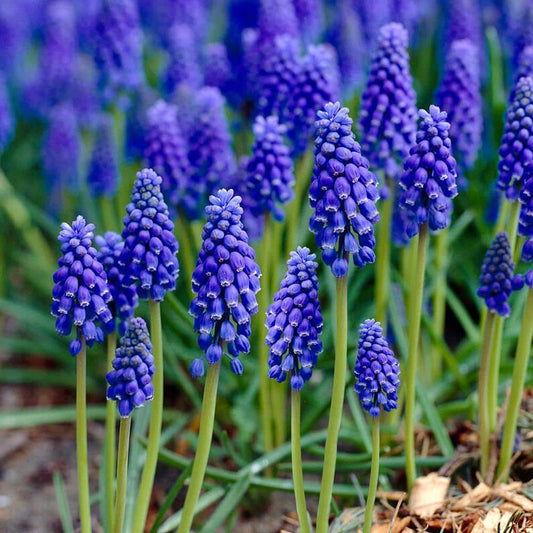  8/9 Cm, Muscari Grape Hyacinth Flower Bulbs (Bag Of 100)