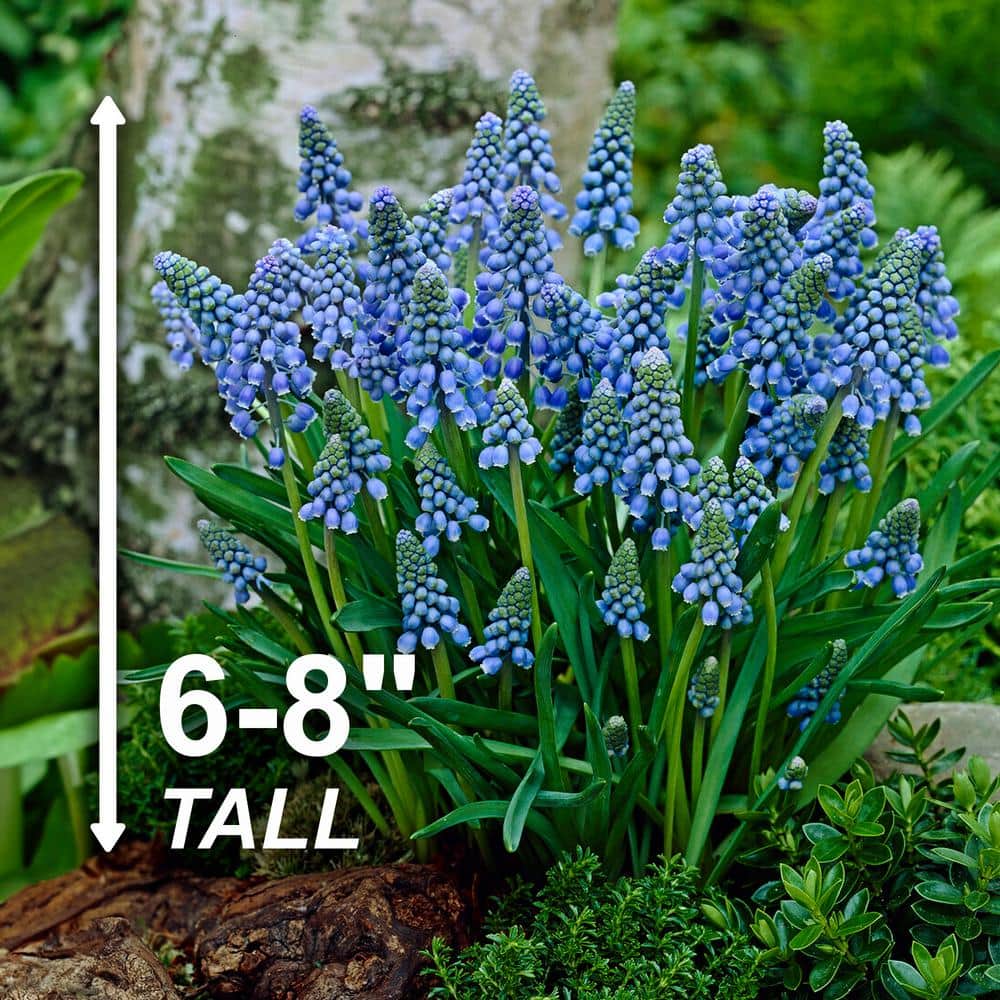  8/9 Cm, Muscari Grape Hyacinth Flower Bulbs (Bag Of 50)