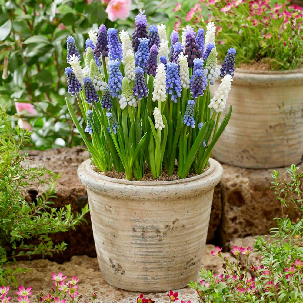  8/9 Cm Muscari Delft Blue Mix Grape Hyacinth Flower Bulbs (Bag Of 100)