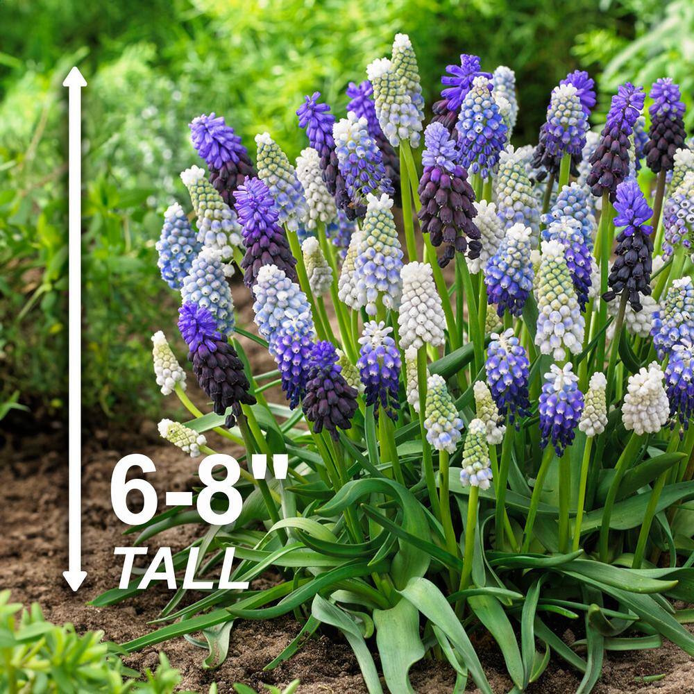  8/9 Cm Muscari Delft Blue Mix Grape Hyacinth Flower Bulbs (Bag Of 100)