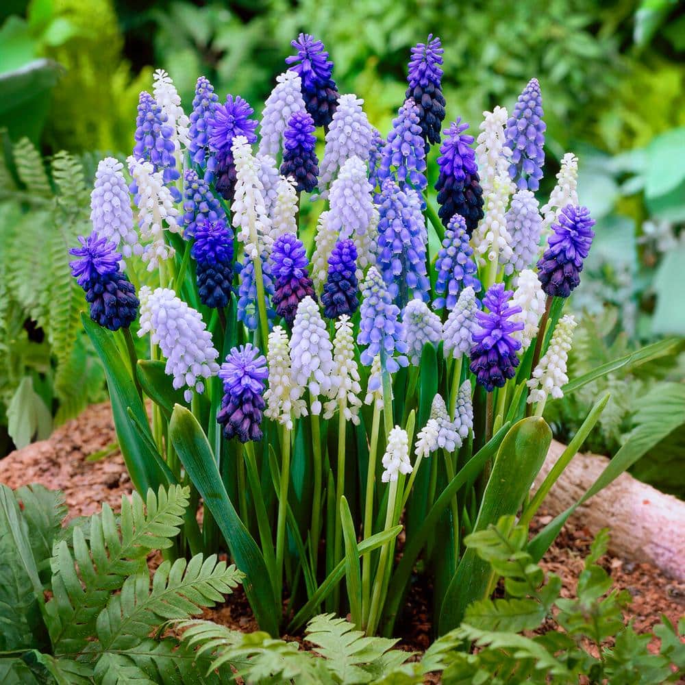  8/9 Cm Muscari Delft Blue Mix Grape Hyacinth Flower Bulbs (Bag Of 100)