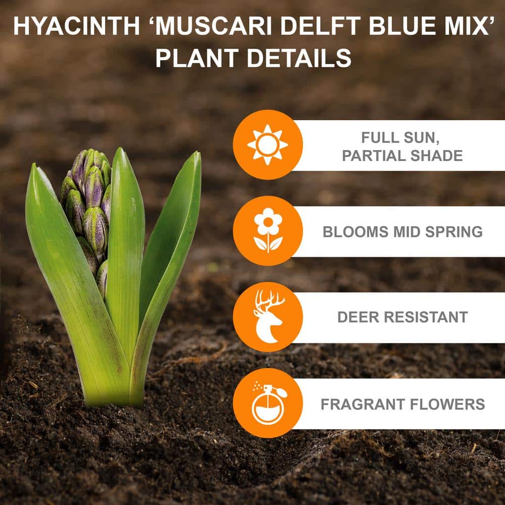  8/9 Cm Muscari Delft Blue Mix Grape Hyacinth Flower Bulbs (Bag Of 100)