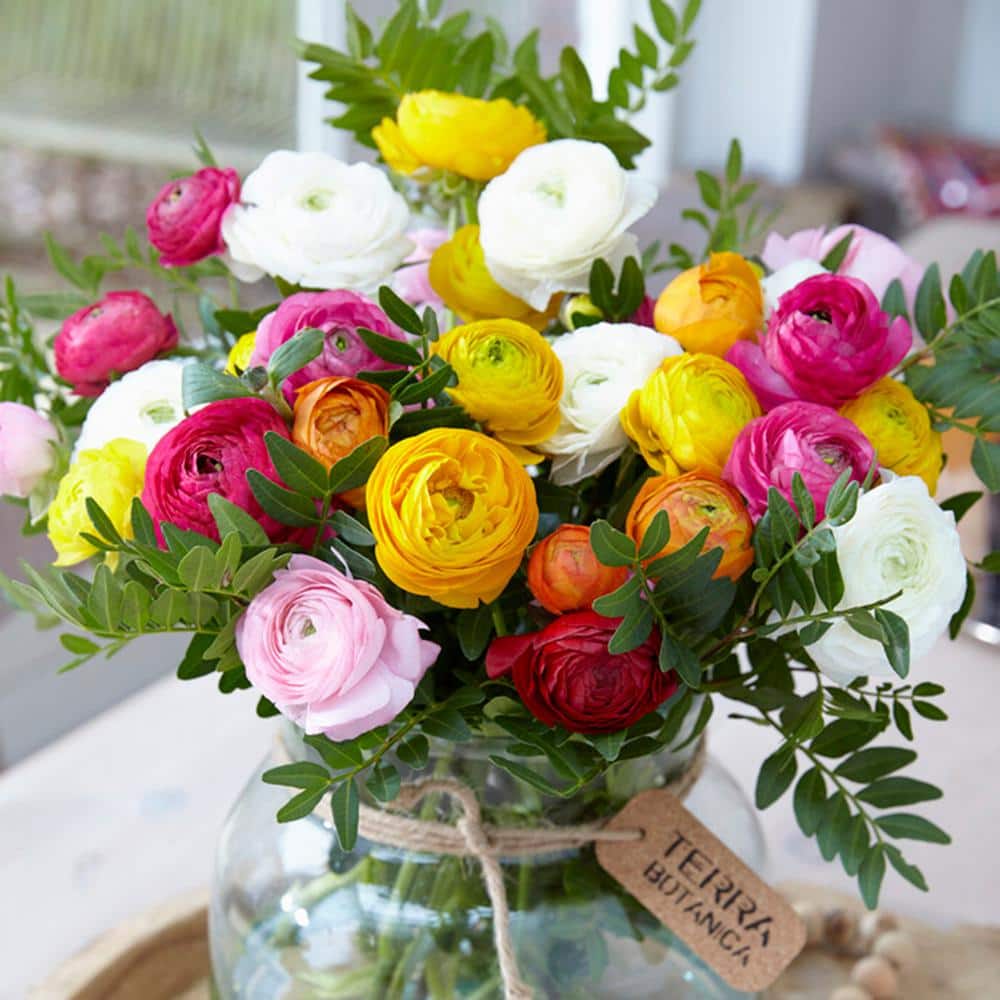  6/7 Cm Ranunculus Bulbs Mixed (Bag Of 100)