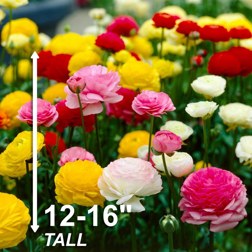  6/7 Cm Ranunculus Bulbs Mixed (Bag Of 100)