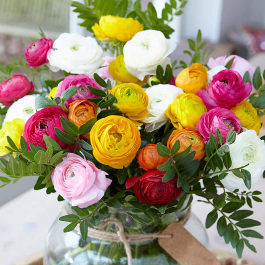  6/7 Cm Ranunculus Bulbs Mixed (Bag Of 100)