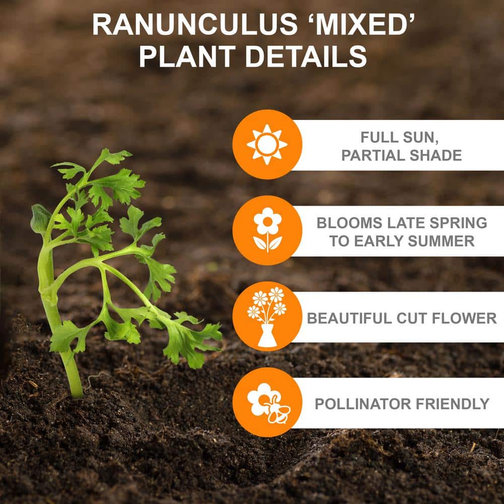  6/7 Cm Ranunculus Bulbs Mixed (Bag Of 50)