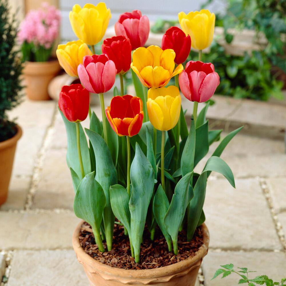  12/+ Cm, Darwin Hybrid Tequila Sunrise Mix Tulip Flower Bulbs (Bag Of 100)