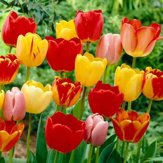  12/+ Cm, Darwin Hybrid Tequila Sunrise Mix Tulip Flower Bulbs (Bag Of 100)
