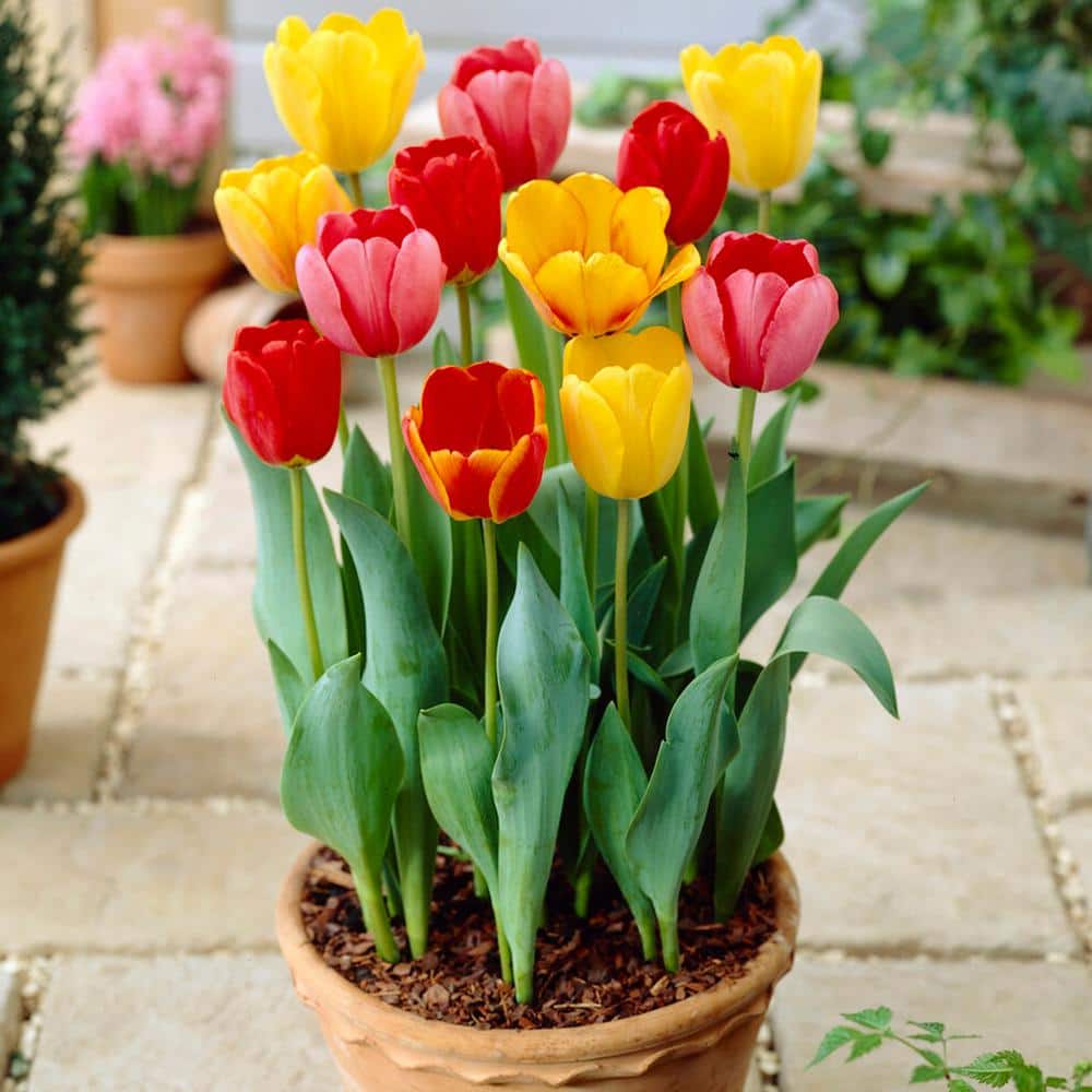  12/+ Cm, Darwin Hybrid Tequila Sunrise Mix Tulip Flower Bulbs (Bag Of 250)